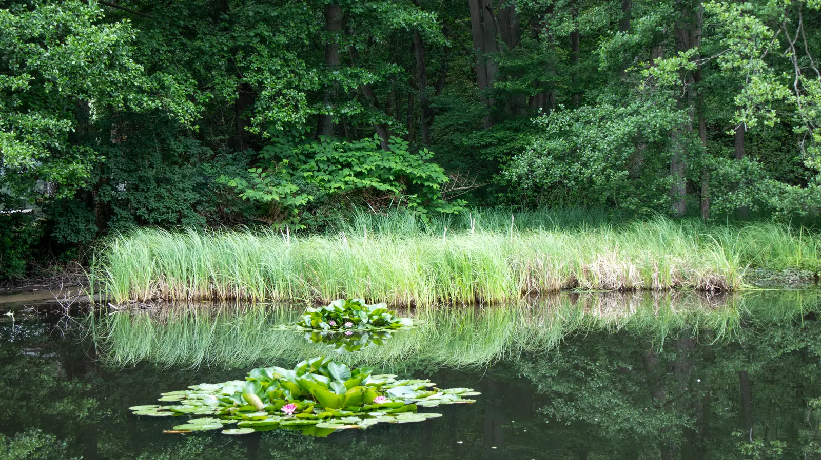 Il tranquillo stagno Jägerteich con ninfee rosa, isolotti di canne verdi e i riflessi delle rive fittamente boscose sull’acqua.