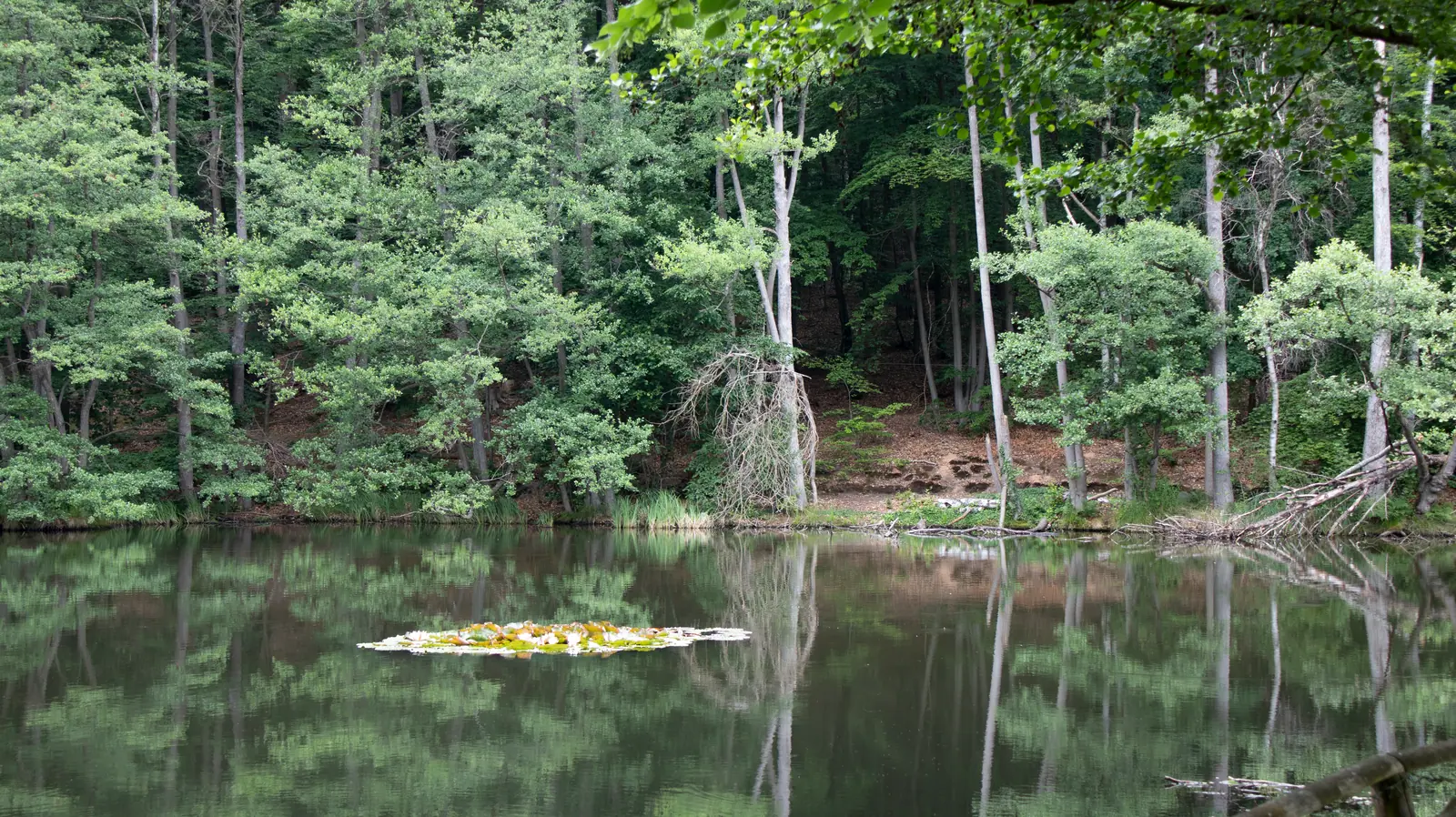 Tranquillo stagno Jägerteich con una piccola distesa di ninfee, alberi del bosco riflessi sull’acqua e una riva naturale con rami e vegetazione fitta.